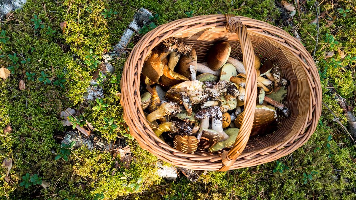 Cichy zabójca w koszyku. Tym grzybem możesz się zatruć.