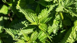 Większość ludzi uważa je za chwasty. Są jadalne i bardzo zdrowe