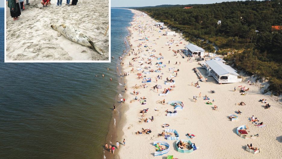 Martwe foki znów nad Bałtykiem. Fetor na plażach? Mamy wyjaśnienie (zdj. ilustracyjne) 