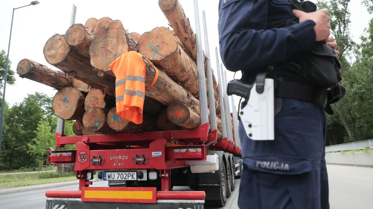 Akcja Greenpeace w Warszawie
Fot. Adam Burakowski/East News, Warszawa, 24.06.2024. Akcja Greenpeace w Warszawie, dotyczaca wycinki lasow. Aktywisci wyslali to Warszawy ciezarowke ze scietymi drzewami. Drewno ma byc zalacznikiem do petycji, w ktorej Greenpeace domaga si? od premiera Donalda Tuska spelnienia jego obietnicy i jak najszybszego, trwalego wylaczenia z wycinek 20 procent polskich lasow.
Adam Burakowski