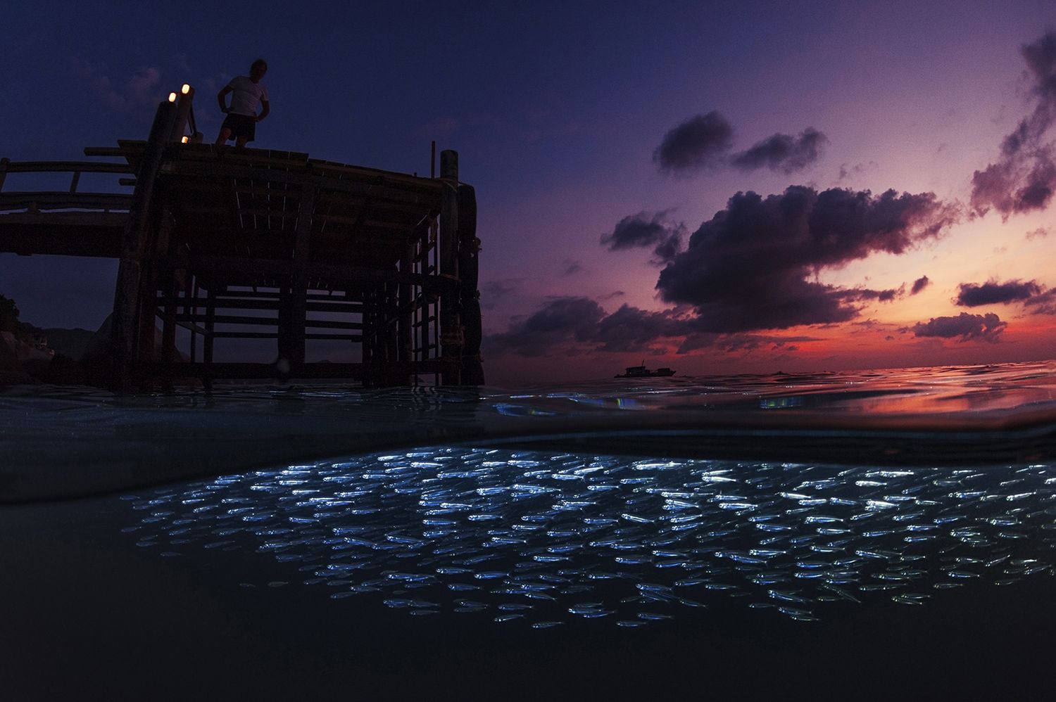 Takiego świata nie znacie. Oto najpiękniejsze zdjęcia podwodne w konkursie Underwater Photographer of the Year 2017 11