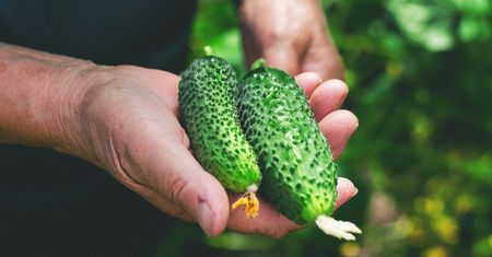 Nie wyrzucaj skórek z ogórków. Pomogą ci rozwiązać uciążliwy problem