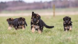 Owczarek - odmiany, specyfika, choroby, żywienie