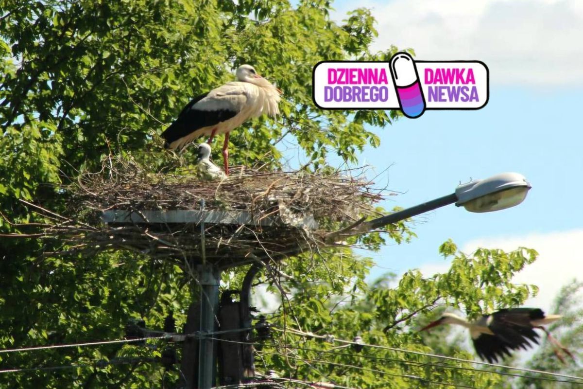 Radość na Podlasiu. Zajrzeli do gniazda. Bocian założył rodzinę
