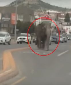 Kierowcy byli w szoku. Na drodze zobaczyli słonia