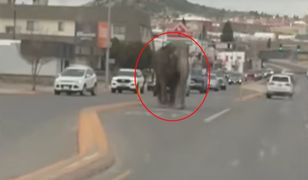 Kierowcy byli w szoku. Na drodze zobaczyli słonia