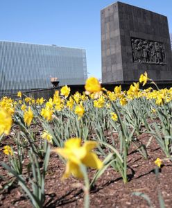 77. rocznica powstania w getcie warszawskim. Polacy uczcili pamięć poległych za pośrednictwem internetu