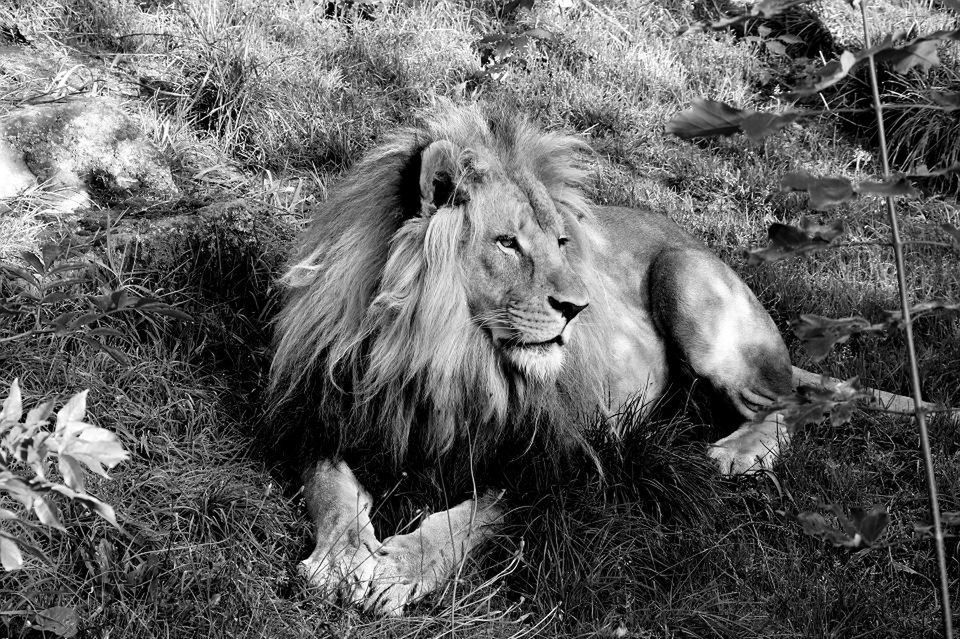 Bolek miał sześć lat, w chorzowskim zoo spędził większość życia