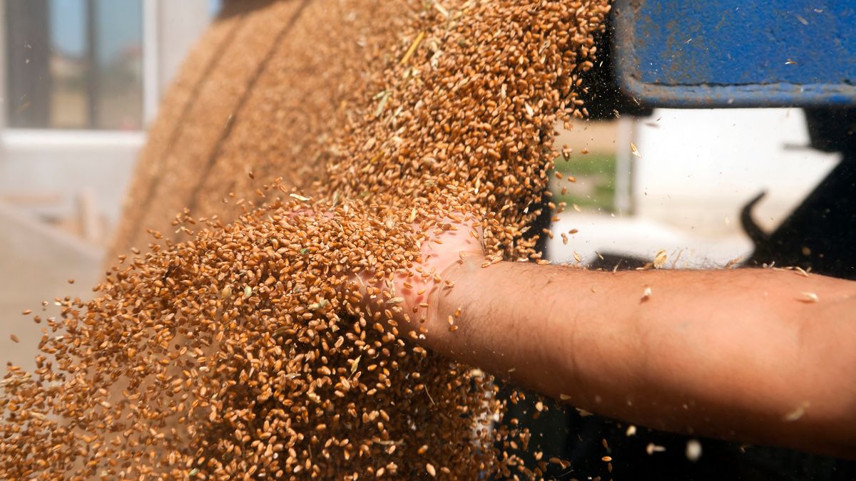  Unia Europejska może zdecydować o blokadzie importu zboża z Ukrainy