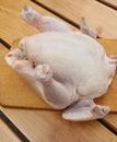Salmonella w kurczakach. Jak się chronić?