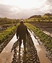 190 mln zł - do windykacji od rolników z tytułu nienależnych dopłat