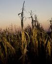 Konfiskata soi i kukurydzy z Ukrainy