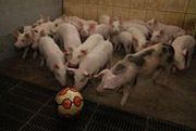 Unia każe rolnikom zabawiać świnie!