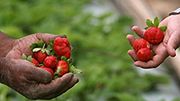Praca na plantacjach nie jest ani łatwa ani dobrze płatna