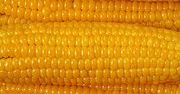 KE zatwierdza 6 nowych odmian GMO