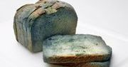 Jedzenie prosto ze sklepu na śmietnik