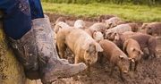 Biogazownie mogą powstawać nawet w małych gospodarstwach
