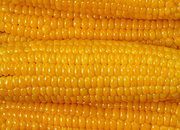 Rząd przyjął rozporządzenia w sprawie zakazu upraw GMO