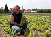 Unia wykończy producentów tytoniu