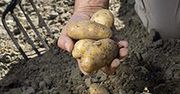 Ziemniaki pod lupą inspektorów