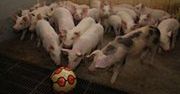 Unia każe rolnikom zabawiać świnie!