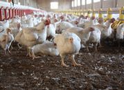 119 producentów jaj dostosowało klatki dla kur do wymogów unijnych