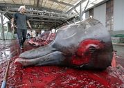 Japonia zawiesza polowania na wieloryby