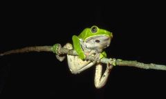 Kambo: Jak wygląda ceremonia zakończona śmiercią?