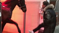 #dziejesiewsporcie: zwariowany film z Muellerem. Gwiazdor Bayernu bawił się z koniem 