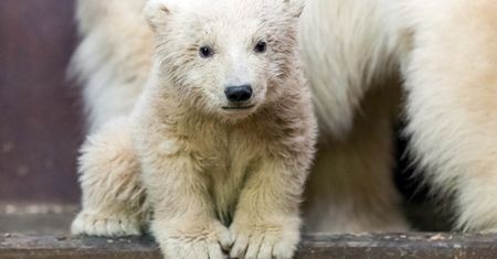 Nie żyje niedźwiadek Fritz z berlińskiego zoo