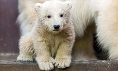 Nie żyje niedźwiadek Fritz z berlińskiego zoo