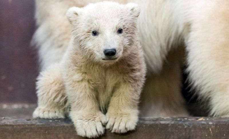 Nie żyje niedźwiadek Fritz z berlińskiego zoo