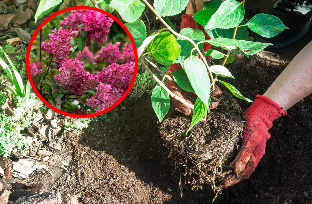 Kiedy sadzić hortensje? Dwa terminy są odpowiednie