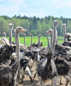 Najpopularniejsze hodowle strusi w Polsce. Gigantyczne ptaki i czasochłonna jajecznica
