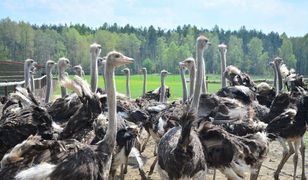 Najpopularniejsze hodowle strusi w Polsce. Gigantyczne ptaki i czasochłonna jajecznica