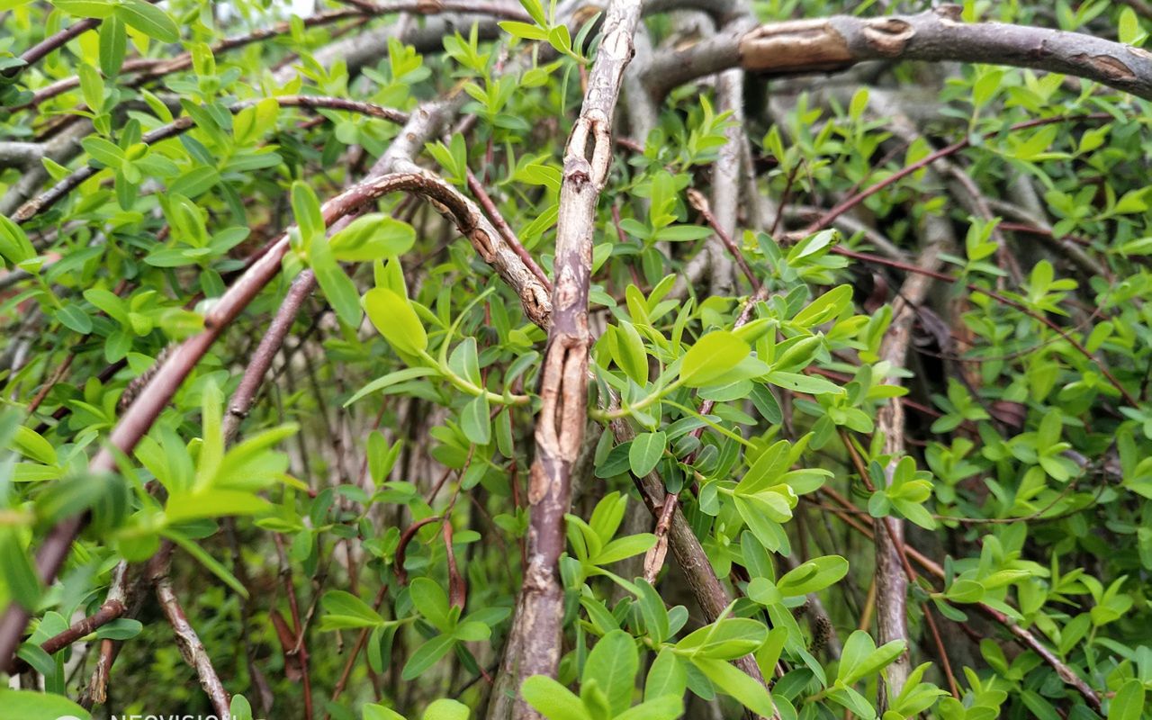 Archos Diamond Omega: test solidnego smartfonu o nietypowych proporcjach 14