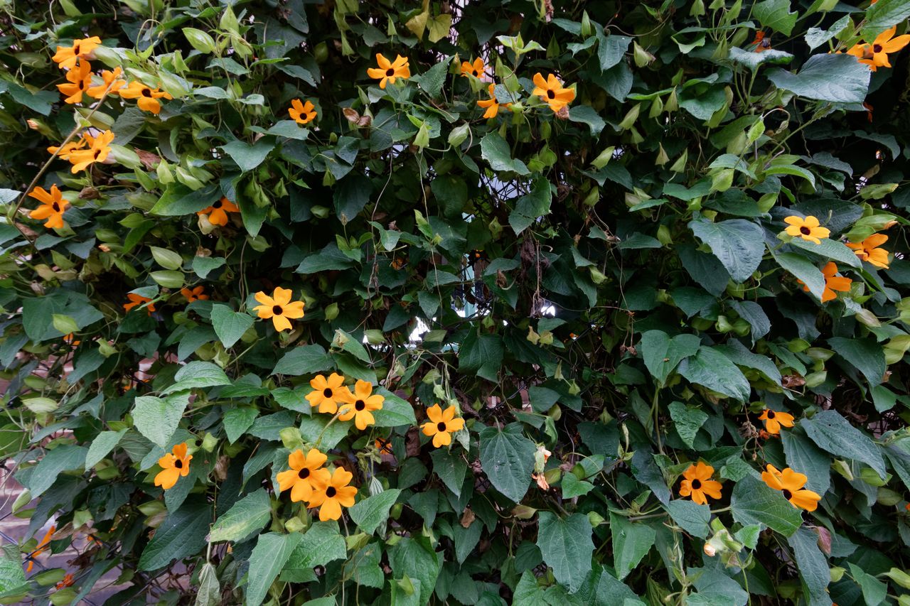 Die schwarzäugige Susanne: Ein bunter Blickfang für den Garten