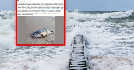 Odkrycie na plaży między Rewalem a Trzęsaczem. Fale wyrzuciły go na brzeg