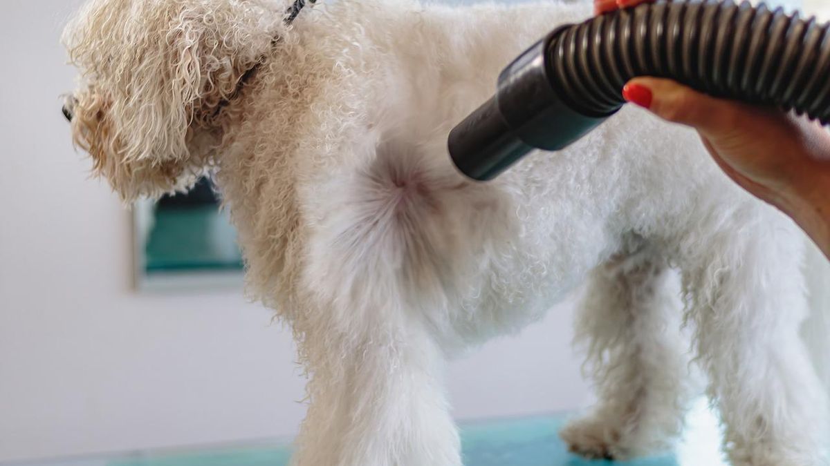 Psi fryzjer zwrócił jej innego psa. Żyła z nim przez cztery miesiące