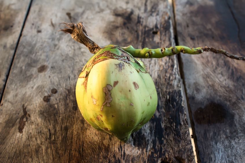 Młody kokos jest źródłem antyoksydantów