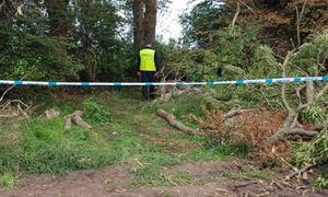 Tragiczny wypadek podczas wycinki. Drzewo przygniotło 34-latka