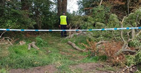 Tragiczny wypadek podczas wycinki. Drzewo przygniotło 34-latka