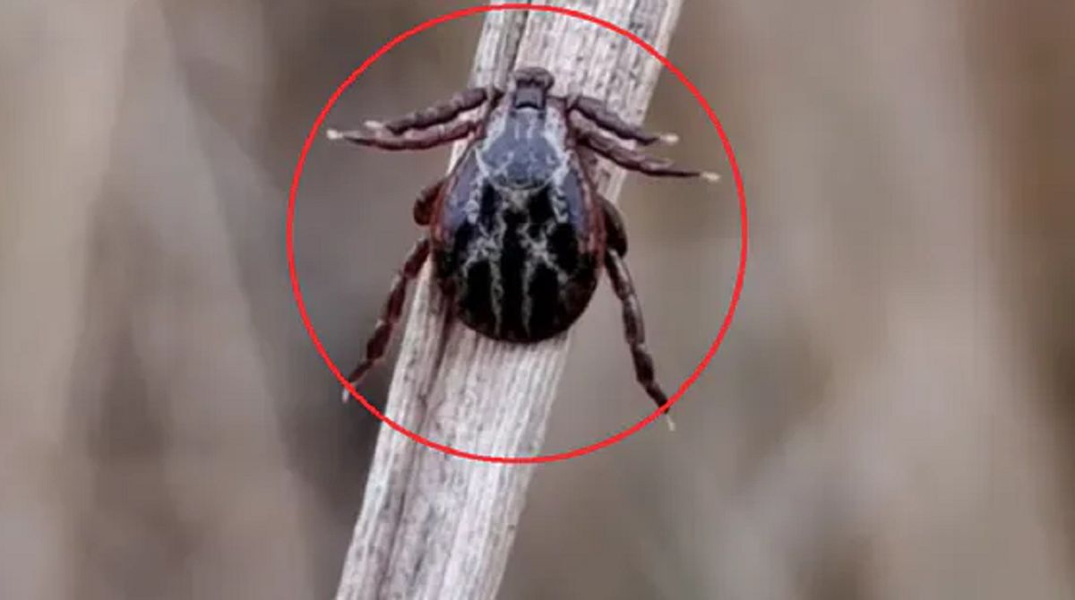 Cała prawda o kleszczach. Ekspertka mówi wprost