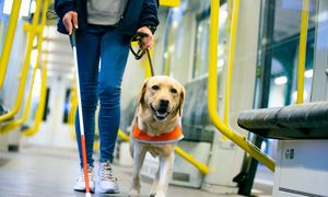 "I że komu niby asystuje?". Nie wpuszczają ich z psem do sklepów ani taksówek