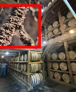 Inwazja grzyba w USA. Winią Jacka Danielsa