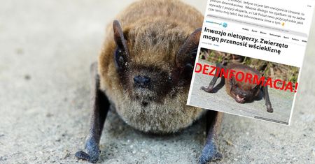 Burza w sieci po artykule o ''inwazji nietoperzy''. Eksperci oburzeni