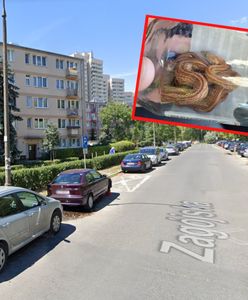 Wąż wpełznął do mieszkania w Warszawie i zasnął na łóżku