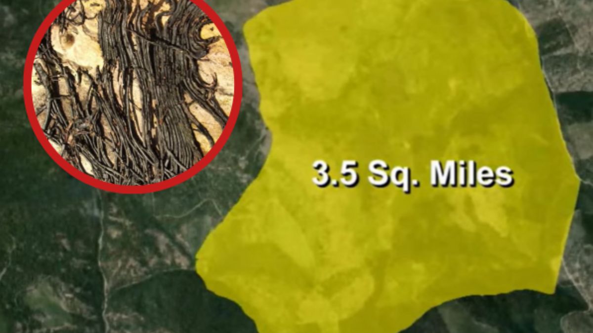Największy grzyb na świecie zajmuje blisko 10 km kw.