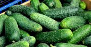 Fatalny sezon na ogórki. O wysokie ceny obwiniają choroby i pogodę