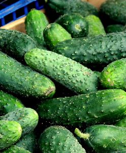 Fatalny sezon na ogórki. O wysokie ceny obwiniają choroby i pogodę